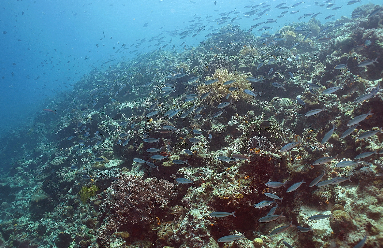 Sipadan_2015_Divers fusilles_IMG_2844_rc.jpg